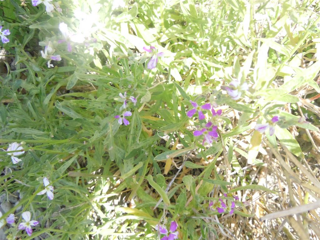 Brassicacea: Matthiola incana